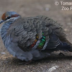 Brush Bronzewing (Phaps elegans), October 2017
