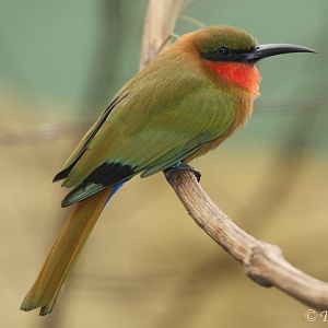 Red-throated Bee-eater (Merops bulocki), October 2017
