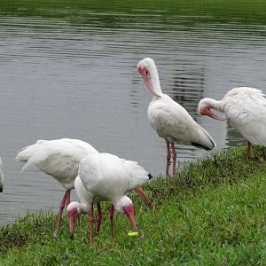 White Ibises