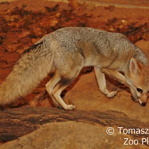 Cape Fox (Vulpes chama), October 2017