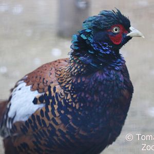 Chiwa Pheasant (Phasianus colchicus chrysomelas), October 2017