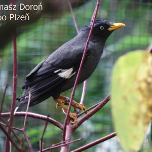 Pale-bellied Myna (Acridotheres cinereus), October 2017