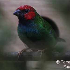 Fiji Parrotfinch (Erythrura pealii), October 2017