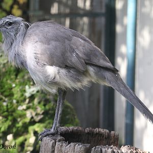 Black-legged Seriema (Chunga burmeisteri), October 2017