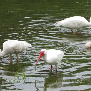 White Ibises