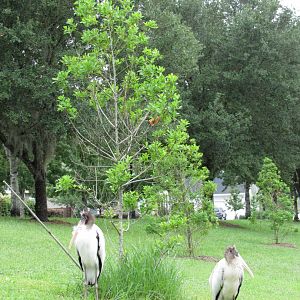 Wood Storks