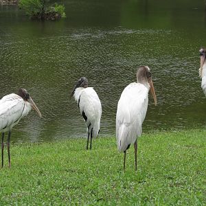 Wood Storks