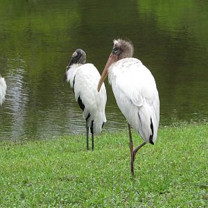 Wood Storks