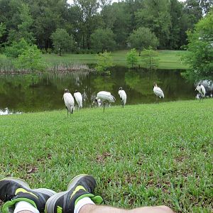 Wood Storks 10 Feet Away