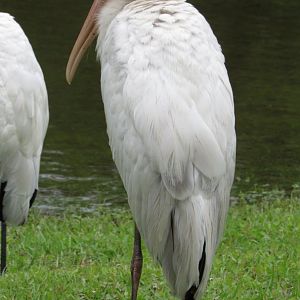 Wood Stork Juvenile