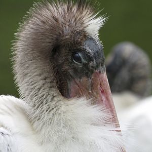 Wood Stork Juvenile
