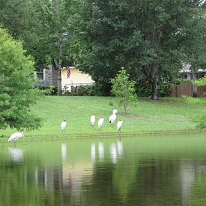 Wood Storks