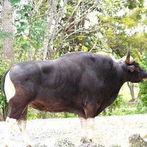 Javan Banteng 2008