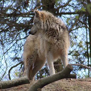 Mexican Wolf