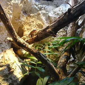 Hispaniolan curly-tailed lizard