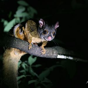 Gray-headed Giant Flying Squirrel (Petaurista caniceps)
