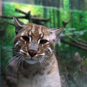 Asiatic golden Cat:"What are you doing?"