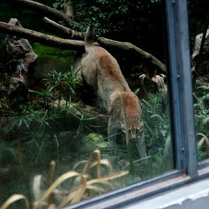 Asiatic golden Cat Exhibit