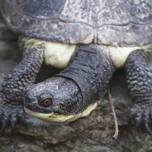 Blanding's Turtle