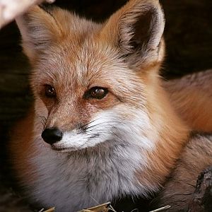 Red Fox