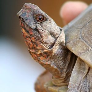 Three-toed Box Turtle