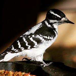 Hairy Woodpecker