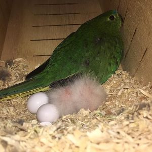 Orange bellied parrot with chicks and eggs