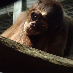 Brown Spider Monkey, November 2017