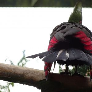 Green turaco, November 2017