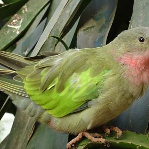 Princess of Wales parakeet, November 2017
