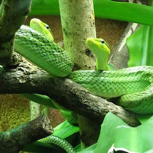 Red-tailed rat snakes, November 2017