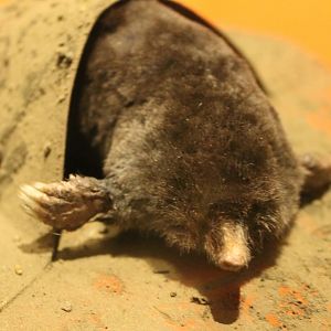 European mole