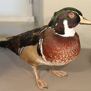 Wood duck