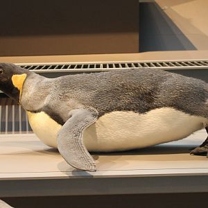 King penguin