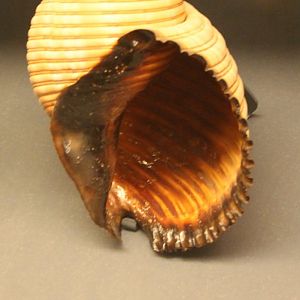 Shell