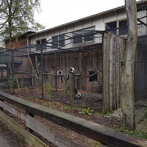 Ruffed lemur-enclosure