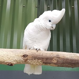 Ducorps cockatoo