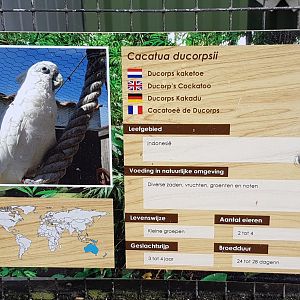 Sign Ducorps cockatoo