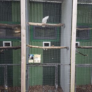 Aviary Ducorps cockatoo