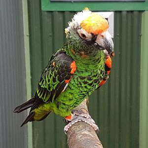 Jardine parrot