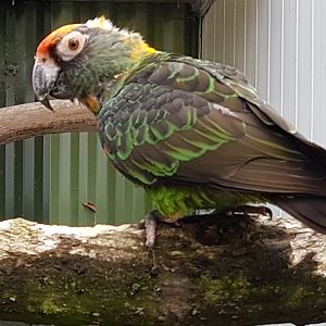 Jardine parrot