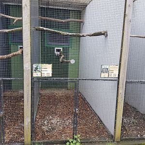 Aviary Jardine parrot