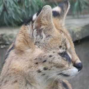 Serval