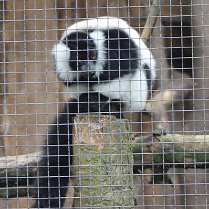 Ruffed lemur