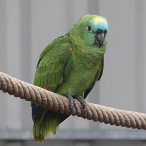 Blue-fronted amazon