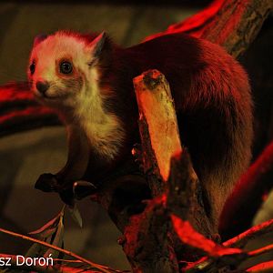 Red and White Giant Flying Squirrel (Petaurista alborufus), October 2017