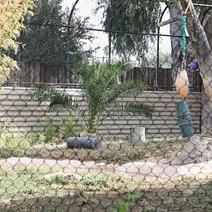 tiger exhibit (new back panel)