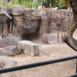 upcoming alligator exhibit