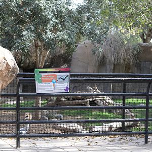 crowned crane exhibit (former warty pig)