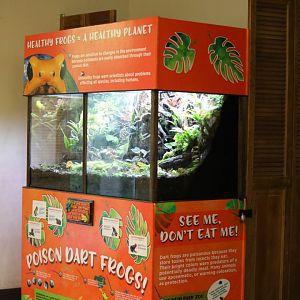 poison dart frog exhibit